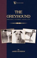 Greyhound