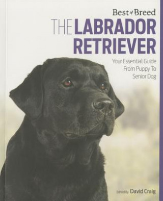 Labrador Retriever Best of Breed