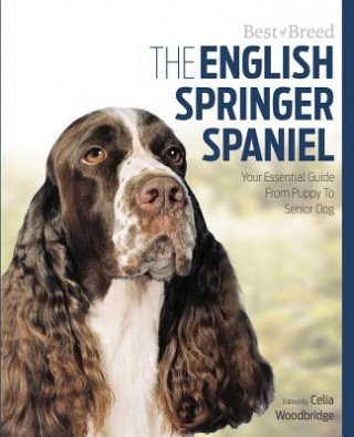 English Springer Spaniel Best of Breed