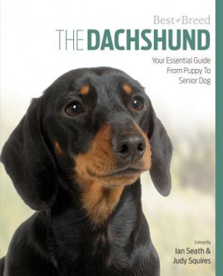 Dachshund Best of Breed