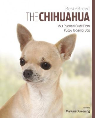 Chihuahua Best of Breed