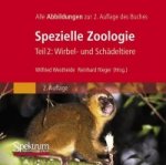 Bild-DVD, Westheide/Rieger (Hrsg), Spezielle Zoologie, Teil 2: Wirbel- oder Schädeltiere