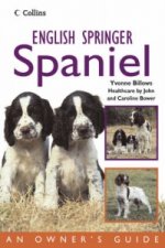 English Springer Spaniel