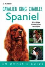 Cavalier King Charles Spaniel