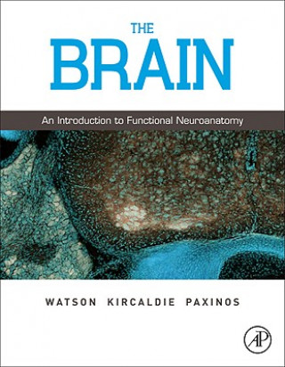 Brain
