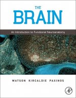 Brain