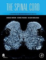 Spinal Cord