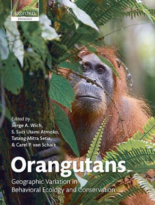 Orangutans