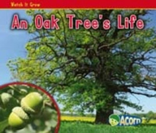 Oak Tree's Life