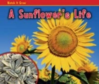 Sunflower's Life