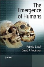 Emergence of Humans - An Exploration of the Evolutionary Timeline