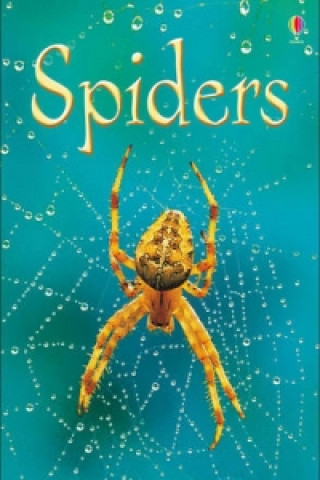 Spiders