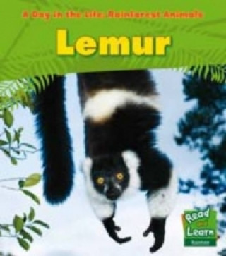 Rainforest Animals: Lemur