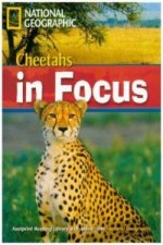 Cheetah Chase!