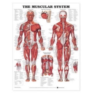 Muscular System Anatomical Chart