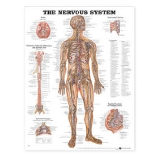 Nervous System Anatomical Chart