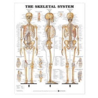 Skeletal System Anatomical Chart