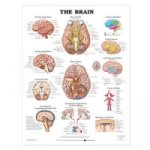 Brain Anatomical Chart