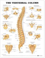 Vertebral Column Anatomical Chart