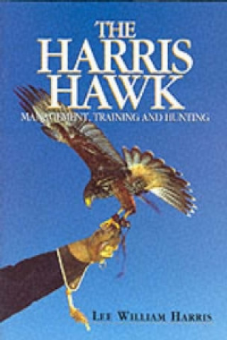 Harris Hawk