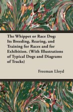 Whippet or Race Dog