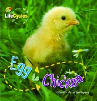 Egg to Chicken