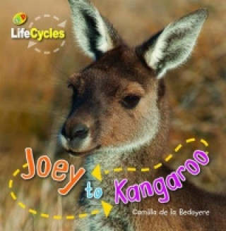 Lifecycles: Joey to Kangaroo