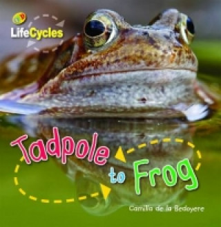 Lifecycles: Tadpole to Frog
