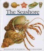 Seashore