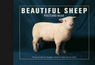 Beautiful Sheep Postcard Book