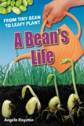 Bean's Life