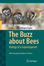 Buzz about Bees