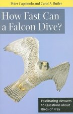 How Fast Can A Falcon Dive?