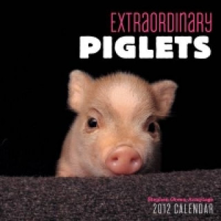 Extraordinary Piglets 2012 Mini Wall Calendar