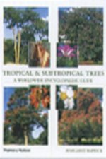 Tropical & Subtropical Trees
