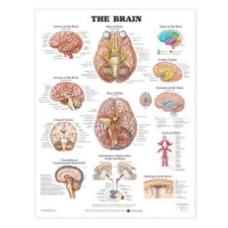 Brain Anatomical Chart