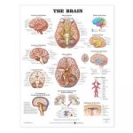 Brain Anatomical Chart