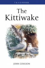 Kittiwake