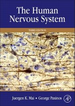 Human Nervous System