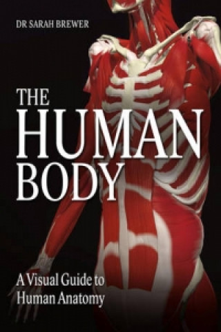 Human Body