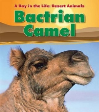 Bactrian Camel