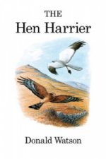 Hen Harrier