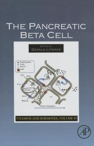 Pancreatic Beta Cell