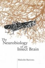 Neurobiology of an Insect Brain