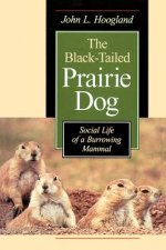 Black-Tailed Prairie Dog