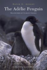 Adelie Penguin