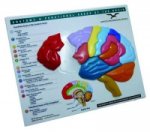 Anatomy and Functional Areas of the Brain