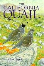 California Quail