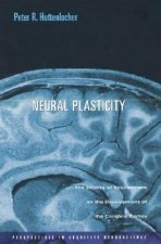 Neural Plasticity