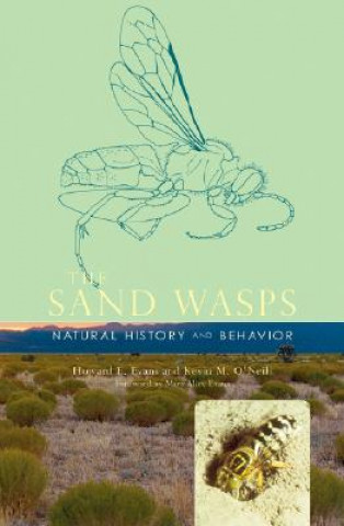 Sand Wasps